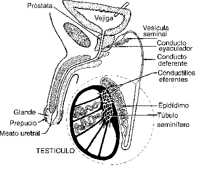 Aparato reproductor masculino